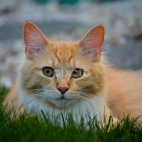 Cillin' in the grass by E.g. Orren - Animals - Cats Portraits