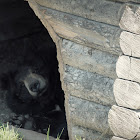 American black bear