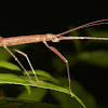 Winged Stick Insect, Phasmid - Female