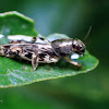 Pygmy Mole Cricket