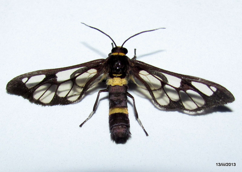 Clearwing Wasp Moth