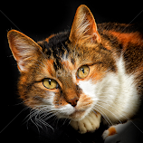 Whiskers in a Twist by John Phielix -  