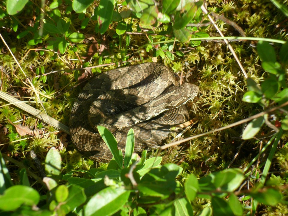 Massassauga Rattlesnake