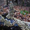 Turkey Tail