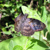 Mithrax Duskywing