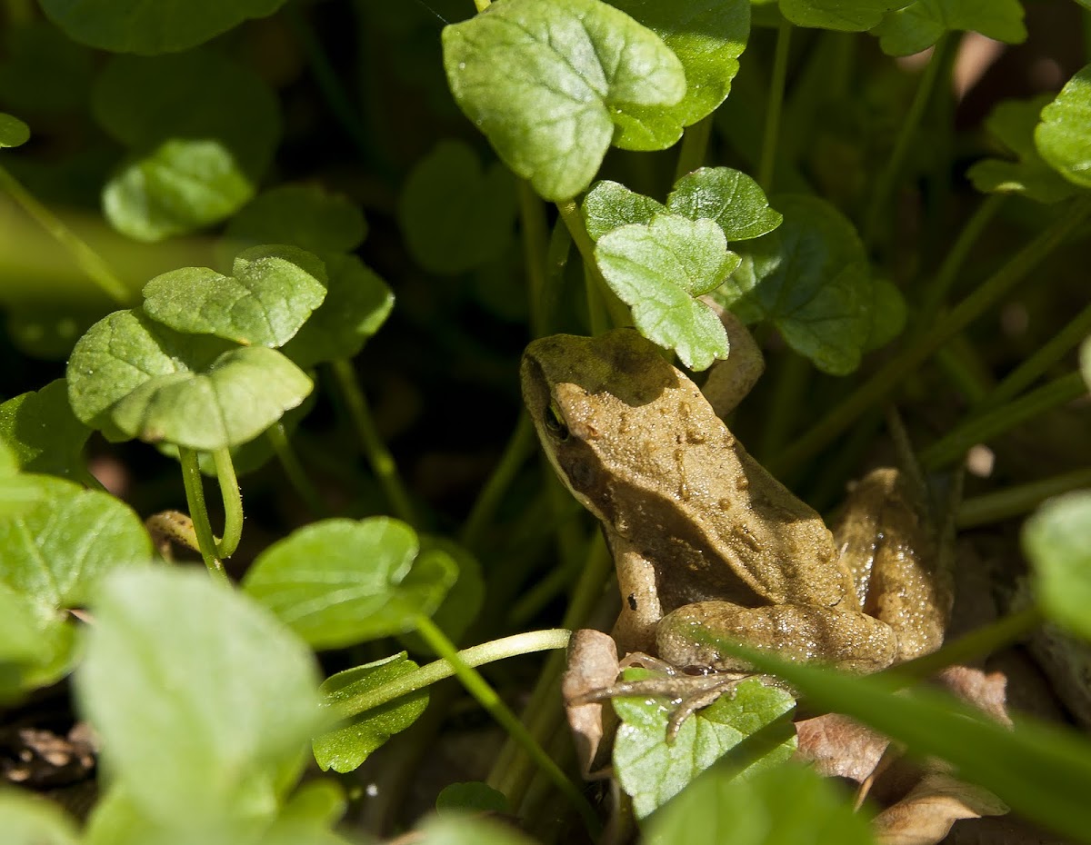 European Common Frog