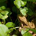 European Common Frog