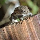 Texas Spiny Lizard