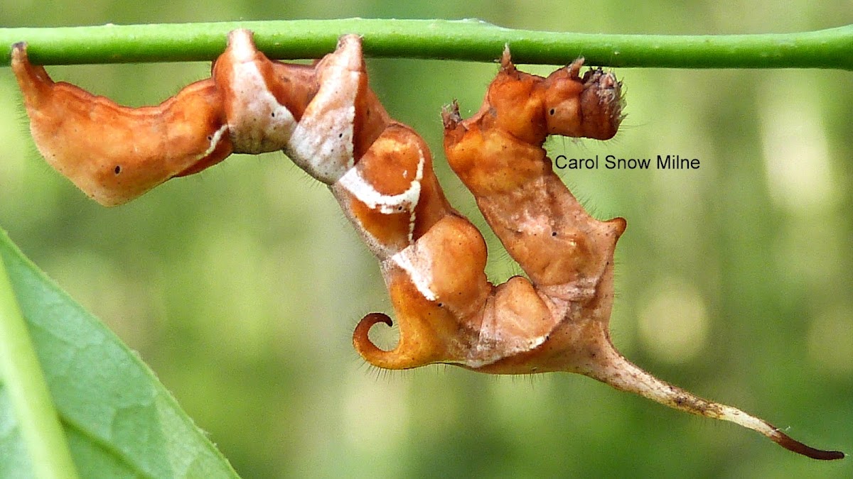 Curved-lined Owlet Moth Caterpillar