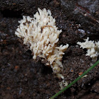 Coral fungus