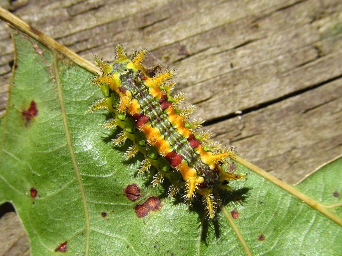 Spiny Oak Slug Moth (larva)
