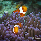 Ocellaris Clownfish, False Percula Clownfish