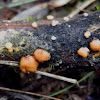 Hypocrea fungus