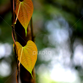 by Vijayendra Venkatesh - Nature Up Close Leaves & Grasses