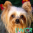 Yorkshire Terrier Dog LWP mobile app icon