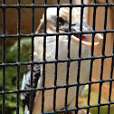 Laughing Kookaburra