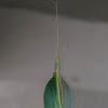 Leaf mimicking katydid