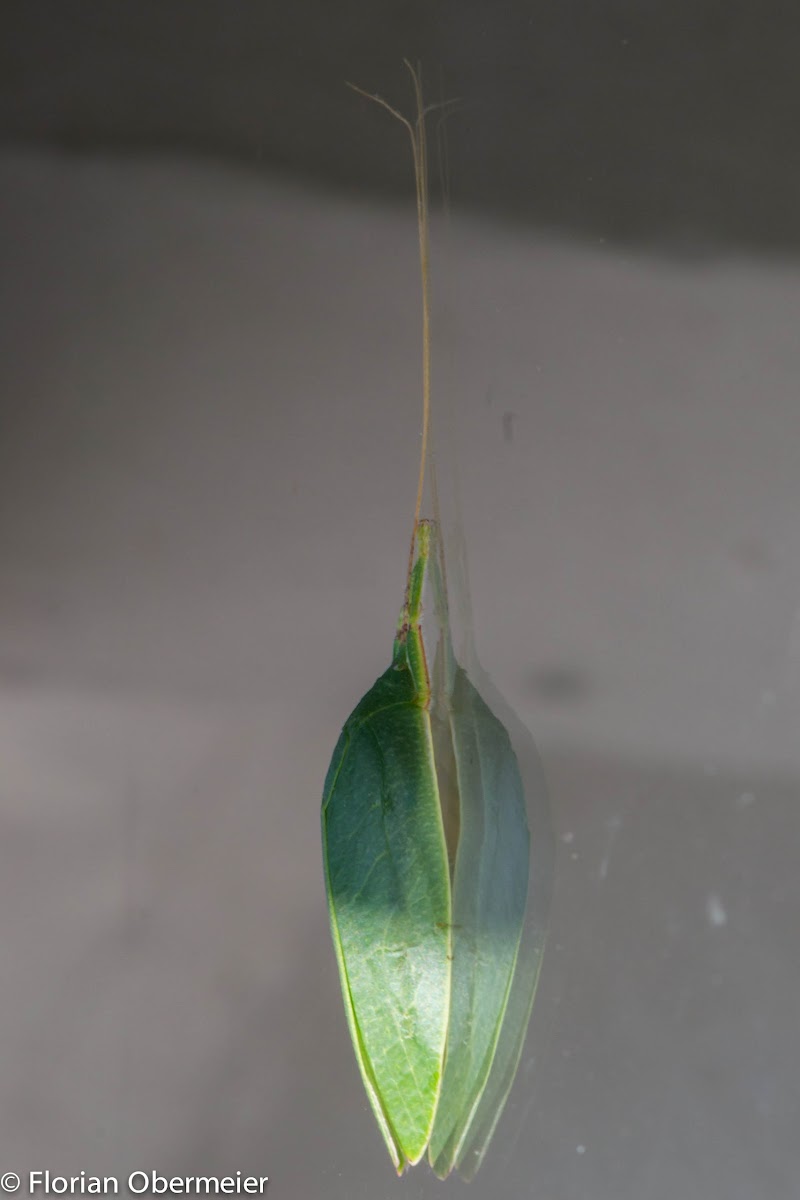 Leaf mimicking katydid