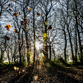 A Windy Day In The Woods by Simon Trott - Nature Up Close Leaves & Grasses