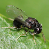 chalcid wasp
