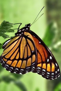 Butterfly Wallpaper Screenshots 21