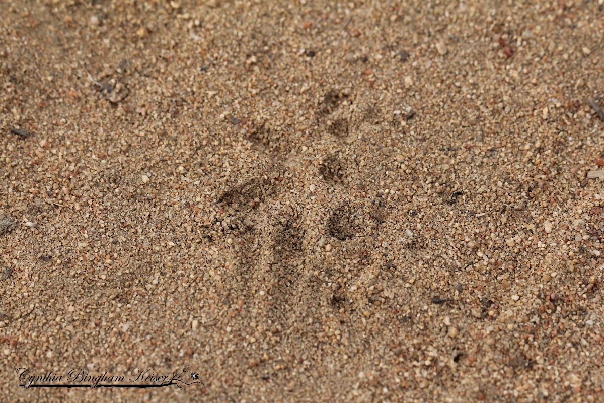 Toad track