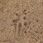 Toad track