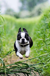 Bulldog Puzzle by BookMan poster 2