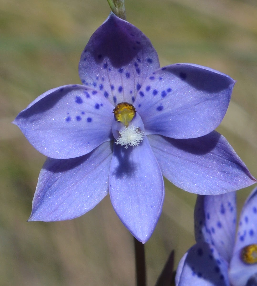 Spotted Sun-orchid