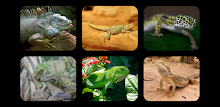 Lizard Jigsaw Puzzles by Don Becker APK