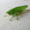 Cone headed katydid