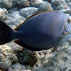 Bluelined Surgeonfish
