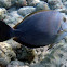 Bluelined Surgeonfish