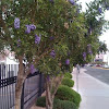 Purple flowered tree