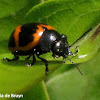 Swamp milkweed leaf beetle