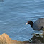 American Coot