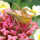 Striped Lynx Spider