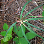 Pineland Poinsettia