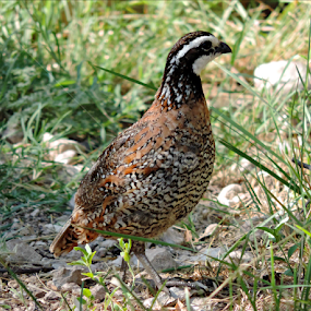 Quail - Northern Bobwhite by Christie Chambers - Animals Birds