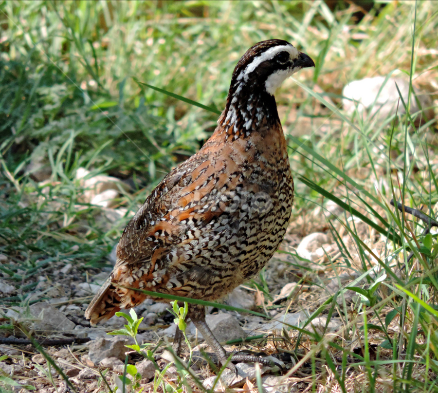 Quail - Northern Bobwhite by Christie Chambers - Animals Birds