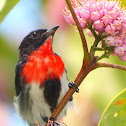 Mistletoebird ( Male )