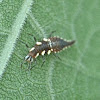 Green lacewing (larva)