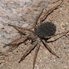 Wolf spider (with spiderlings)