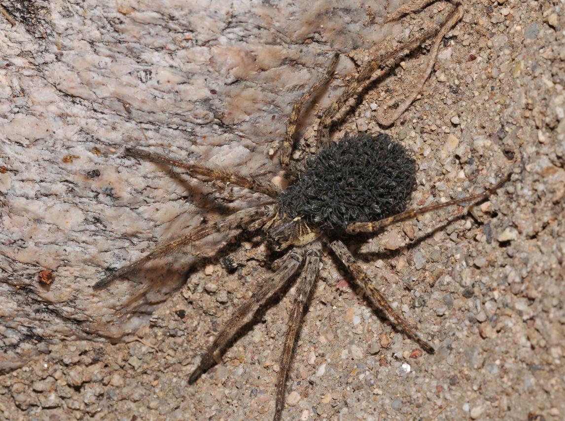 Wolf spider (with spiderlings)