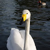 Cisne cantor. Whooper Swan