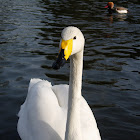 Cisne cantor. Whooper Swan
