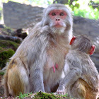 Rhesus Macaque (mother with young)