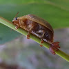 Tortiose leaf beetle laying eggs