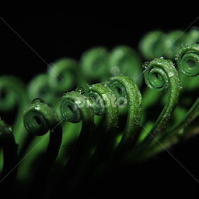 Green Curls by Sergio Yorick - Nature Up Close Leaves & Grasses