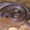 Juvenile Common Wolf Snake